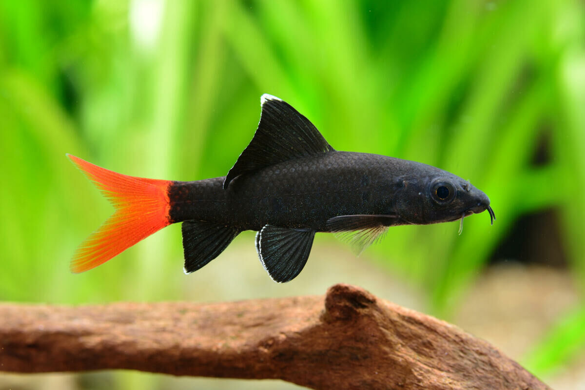 Imagem do Labeo Bicolor